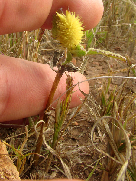 Common Cocklebur, XANTHIUM STRUMARIUM, depauperate plant with one bur