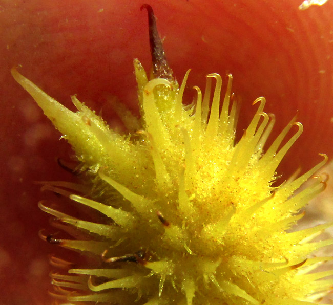 Common Cocklebur, XANTHIUM STRUMARIUM, bur close-up