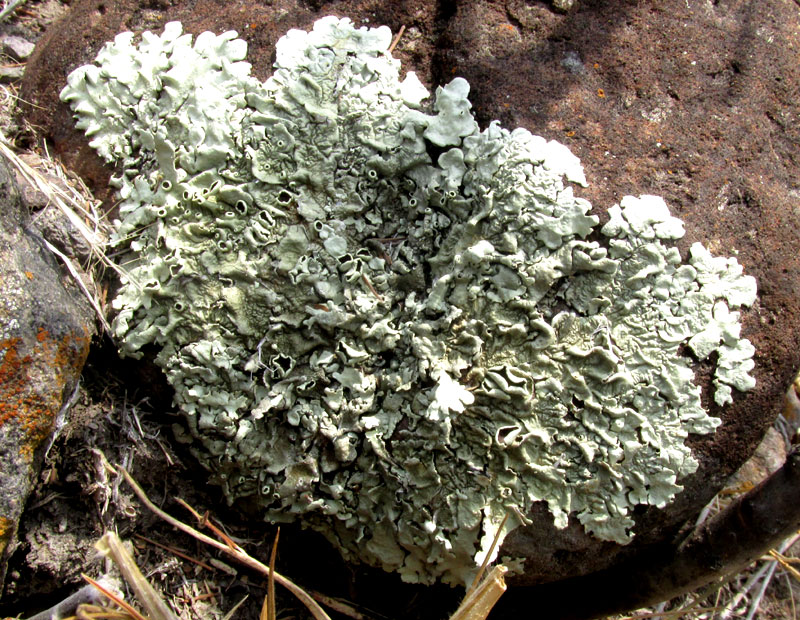 Tight Rockshield Lichen, XANTHOPARMELIA LINEOLA, on rock in habitat