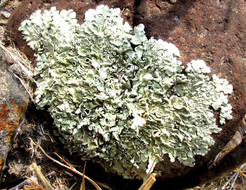 Tight Rockshield Lichen, XANTHOPARMELIA LINEOLA, on rock in habitat