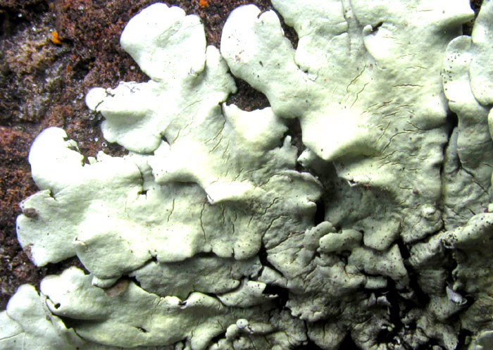 Tight Rockshield Lichen, XANTHOPARMELIA LINEOLA, outer lobes close up