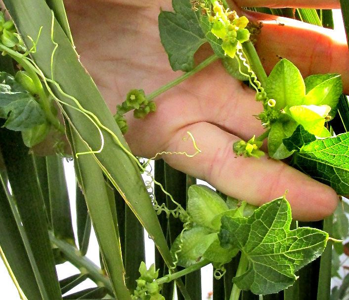 SECHIOPSIS TRIQUETRA, leafy stem with tendrils and male and female flowers