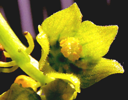 SECHIOPSIS TRIQUETRA, male flower