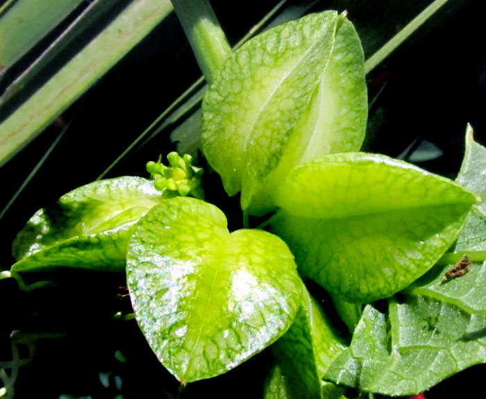 SECHIOPSIS TRIQUETRA, immature fruits