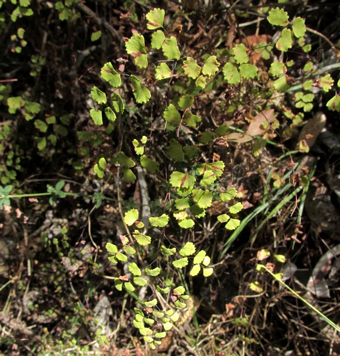 ADIANTUM AMPLUM