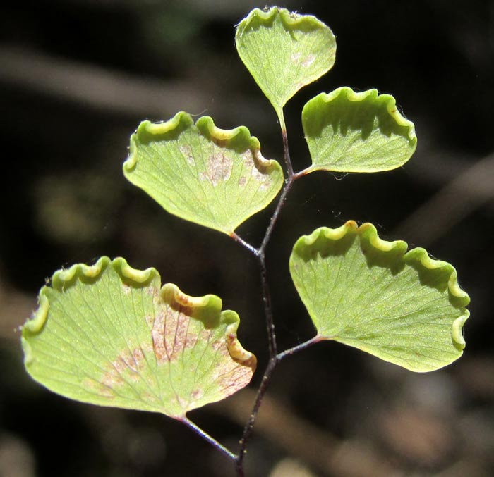 ADIANTUM AMPLUM, close-up of pinnules