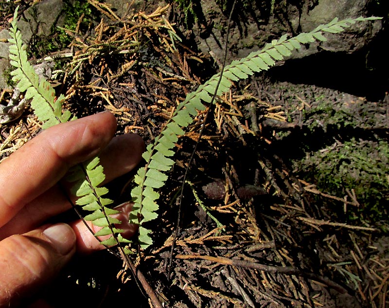 Single-Sorus Spleenwort, ASPLENIUM MONANTHES