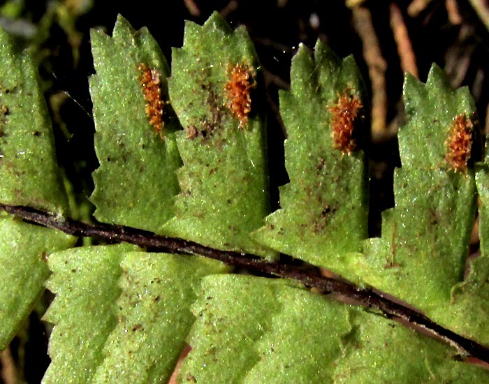 Single-Sorus Spleenwort, ASPLENIUM MONANTHES, pinnae and sori