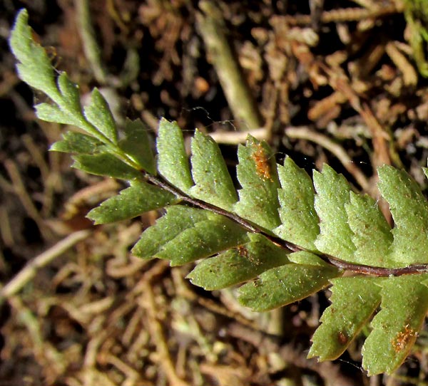 Single-Sorus Spleenwort, ASPLENIUM MONANTHES, frond tip