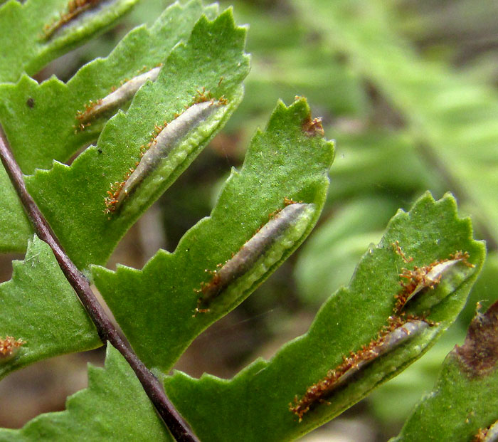 Single-Sorus Spleenwort, ASPLENIUM MONANTHES, sori with indusia, pinna with two sori