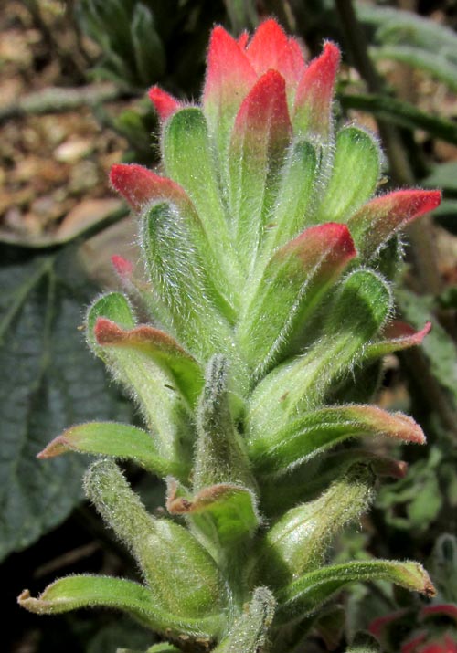 Field Indian Paintbrush, CASTILLEJA ARVENSIS