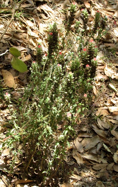 Field Indian Paintbrush, CASTILLEJA ARVENSIS, plant