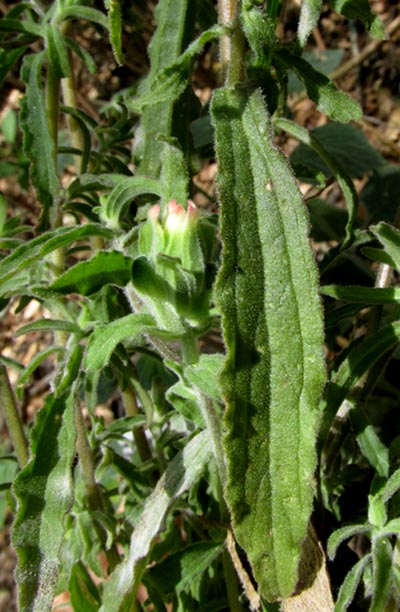 Field Indian Paintbrush, CASTILLEJA ARVENSIS, plant