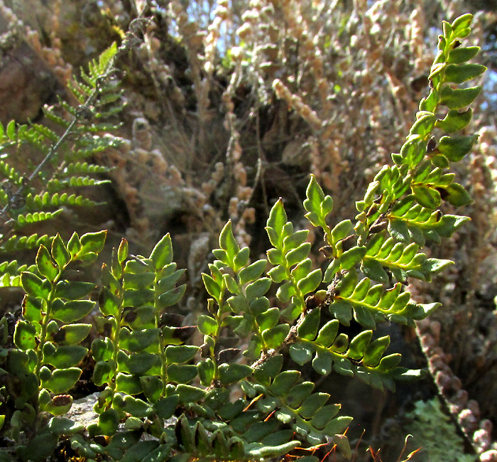 Royal Lipfern, HEMIONITIS NOTHOLAENOIDES, fronds expanded