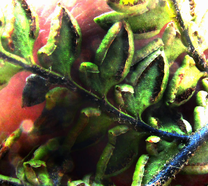 Royal Lipfern, HEMIONITIS NOTHOLAENOIDES, in habitat, false indusia beneath pinnules with one lobed side