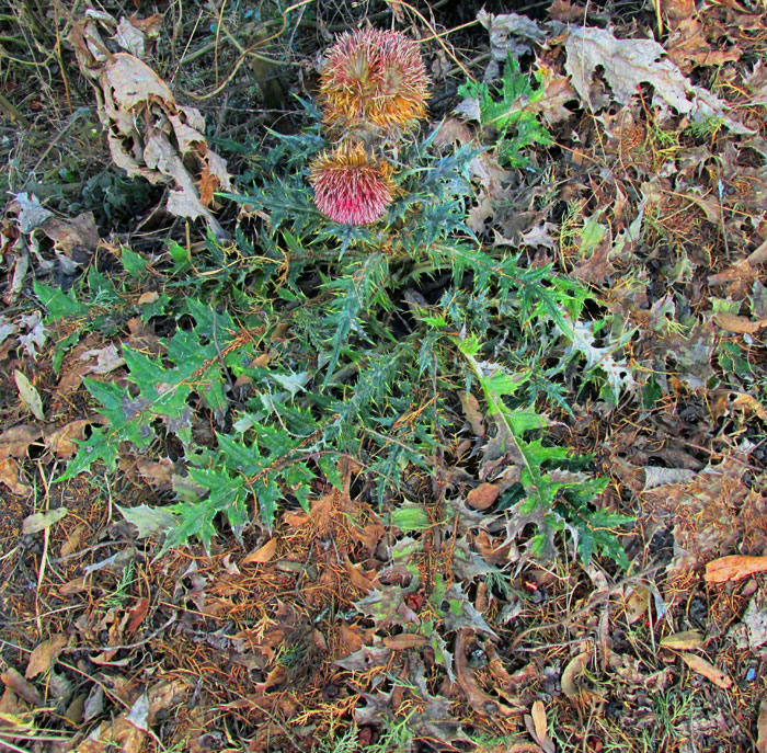 Bull Thistle, CIRSIUM HORRIDULUM, in Mexico