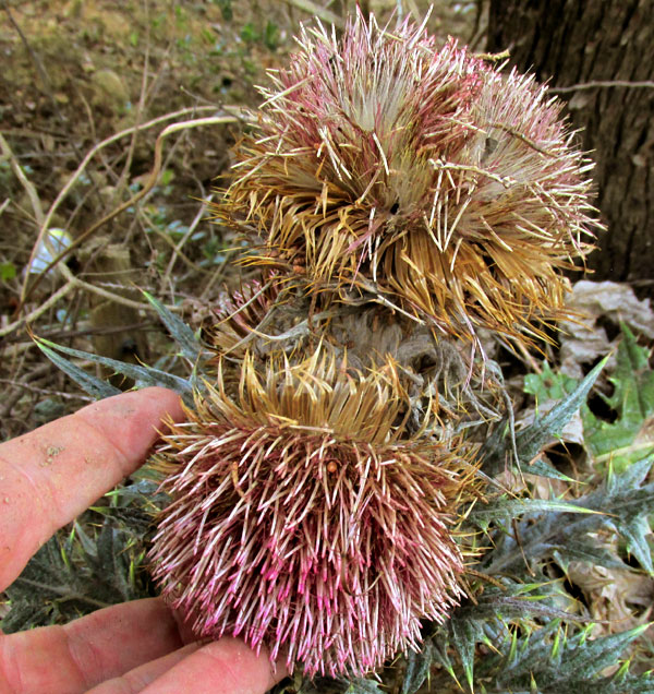 Bull Thistle, CIRSIUM HORRIDULUM, heads, in Mexico