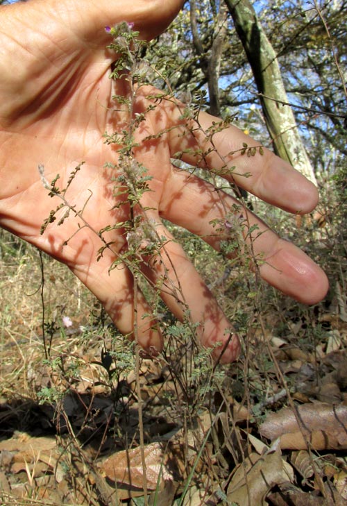 Oakwoods Prairie Clover, DALEA VERSICOLOR, plant