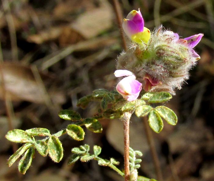 Oakwoods Prairie Clover, DALEA VERSICOLOR, pinnate leaf & flowering head, flower showing stamenoidia on corolla