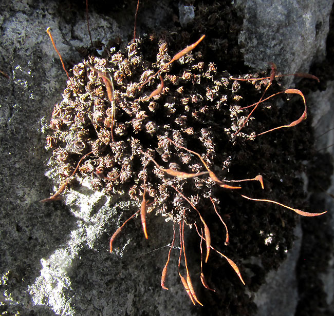 Broom Moss, DICRANUM SCOPARIUM, tuft on limestone rock