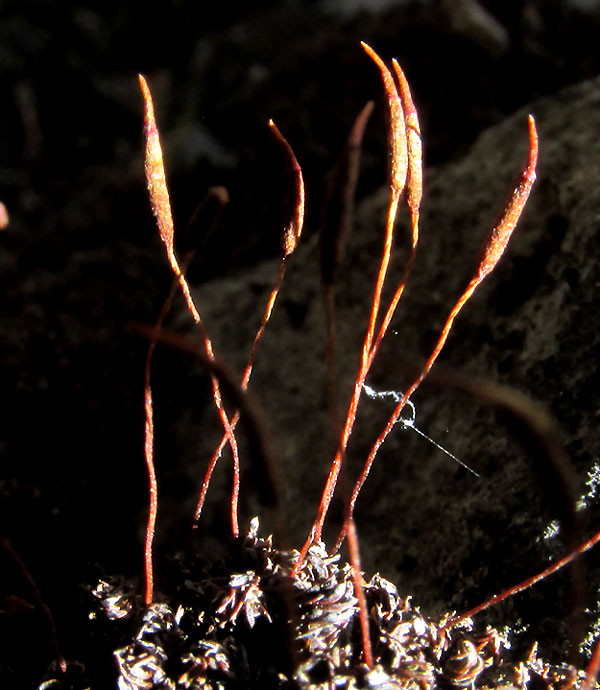 Broom Moss, DICRANUM SCOPARIUM, capsules on stalks