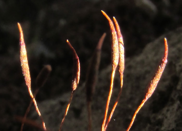 Broom Moss, DICRANUM SCOPARIUM, capsules