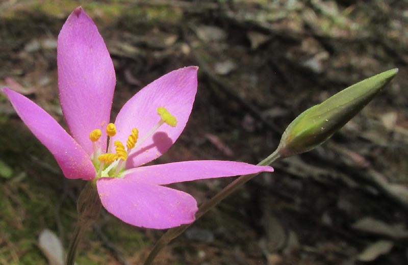 Gyrandra flower and unopened flower