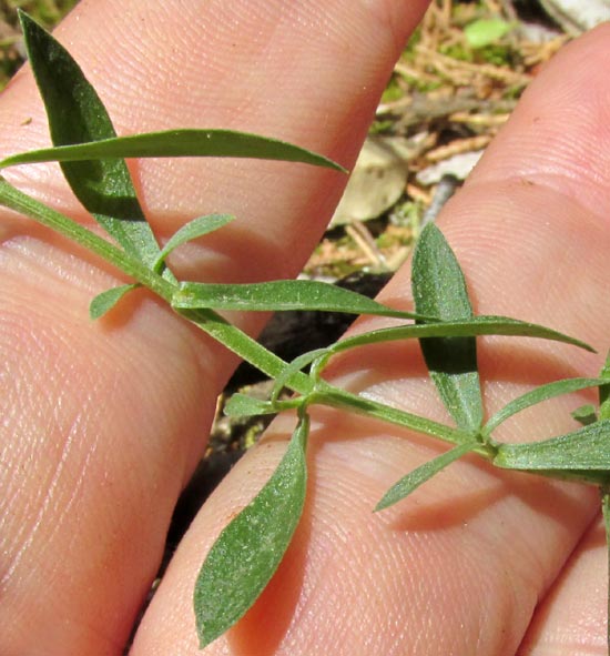 Gyrandra, stem & leaves