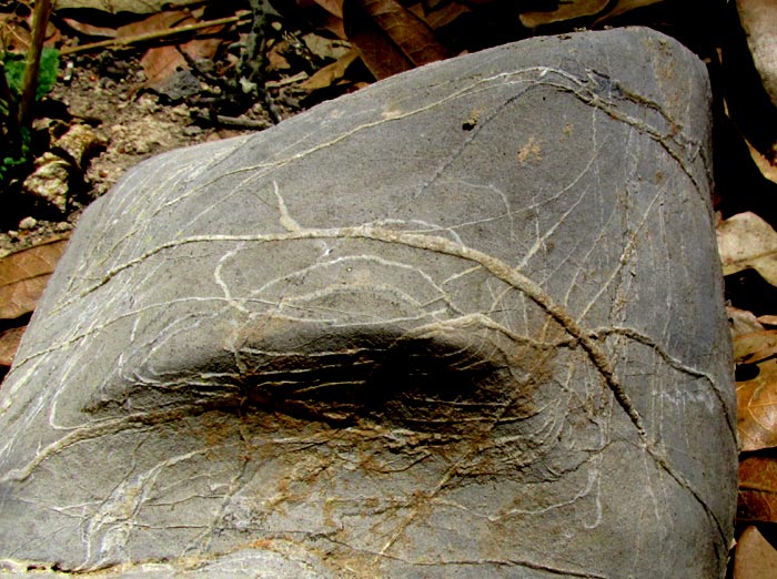 calcite-filled limestone fractures seen as flat planes across a rounded rock