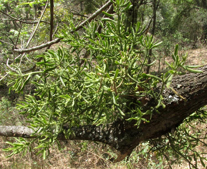Oak Mistletoe, PHORADENDRON LEUCARPUM