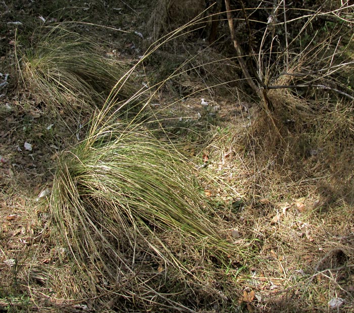Deergrass, MUHLENBERGIA RIGENS, plants