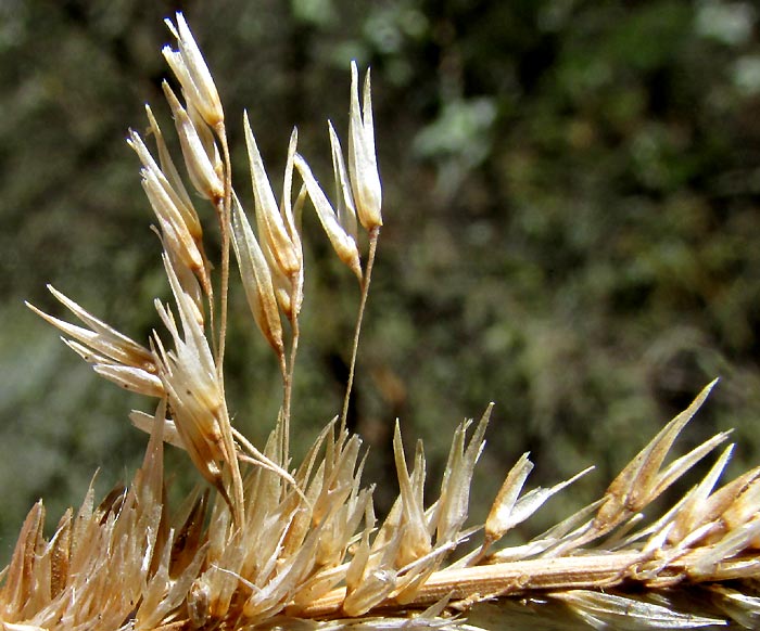 Deergrass, MUHLENBERGIA RIGENS, empty dry-season spikelets