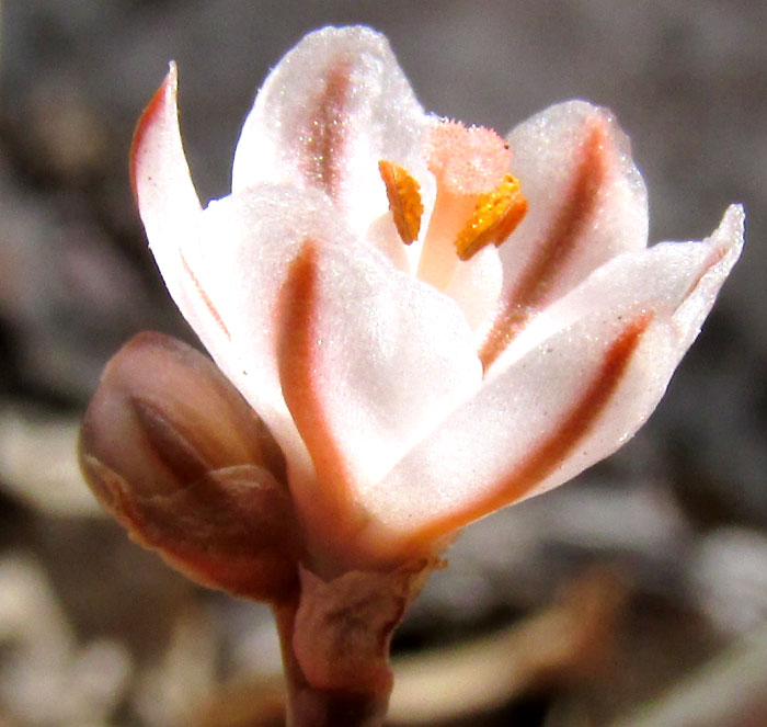 Onionweed, ASPHODELUS FISTULOSUS