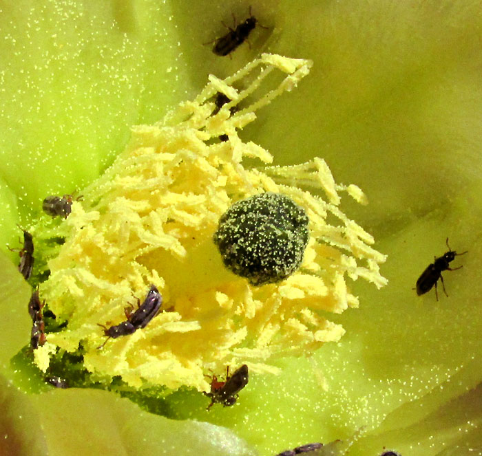 Cardona Pear, OPUNTIA STREPTACANTHA, green stigma