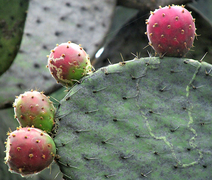 Cardona Pear, OPUNTIA STREPTACANTHA, ripening tunas