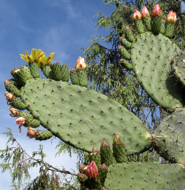 Cardona Pear, OPUNTIA STREPTACANTHA, flowers clustering