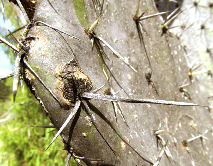 Cardona Pear, OPUNTIA STREPTACANTHA, spines