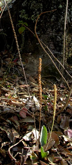 Floccose Plantain, PLANTAGO FLOCCOSA, old plant with new sprouts