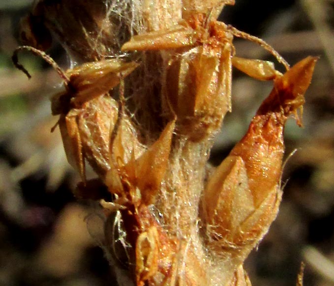 Floccose Plantain, PLANTAGO FLOCCOSA, capsular fruits below withered corollas