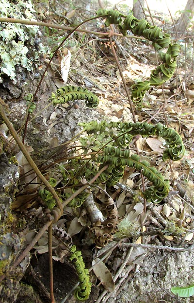 POLYPODIUM MADRENSE, habitat in late dry season, desiccated