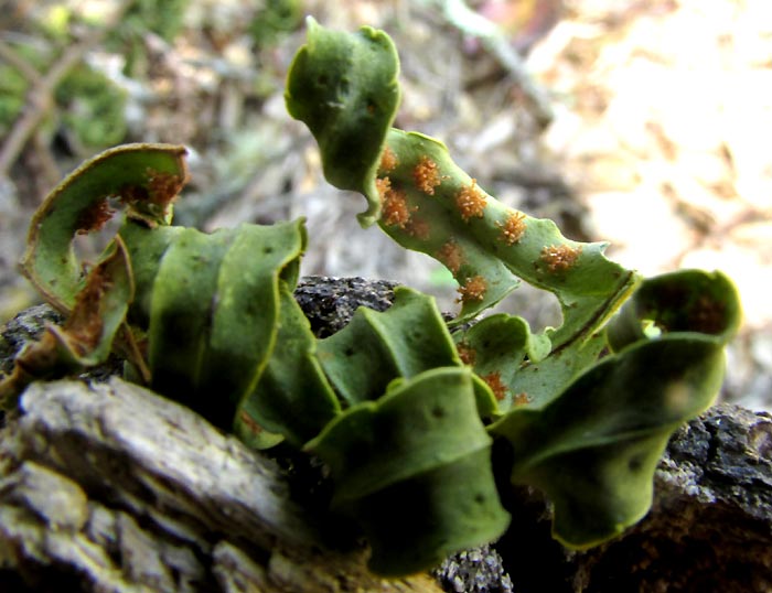 POLYPODIUM MADRENSE, sori on desiccated frond