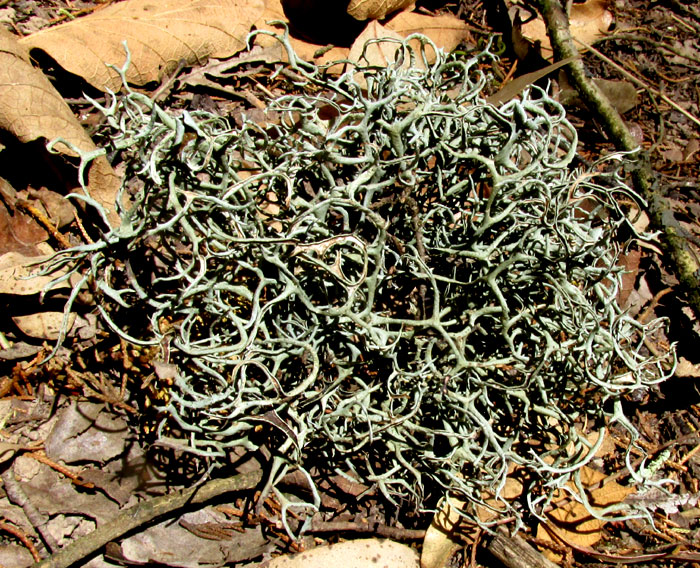 Cartilage Lichen, RAMALINA cf. FRAXINEA var. CALICARIFORMIS, fallen from tree onto ground