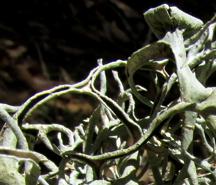 Cartilage Lichen, RAMALINA cf. FRAXINEA var. CALICARIFORMIS, flattened stems curling upon themselves