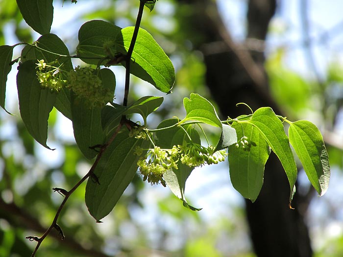 SMILAX MORANENSIS