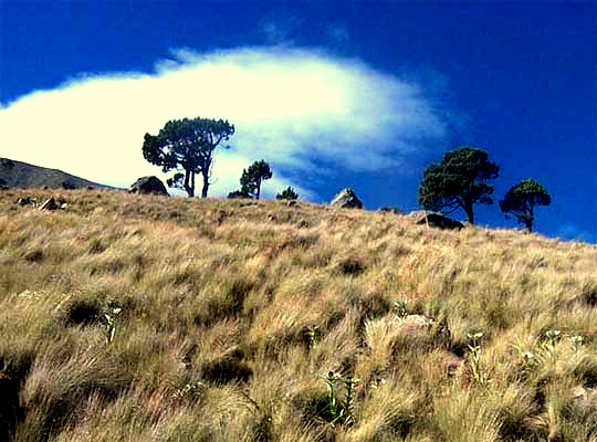 grassland on Nevado Toluca, Mexico