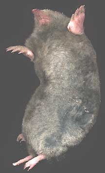 Eastern Mole, Scalopus aquaticus