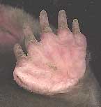 Front hand of Eastern Mole