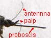 mosquito head showing beak