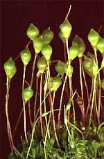 moss capsules