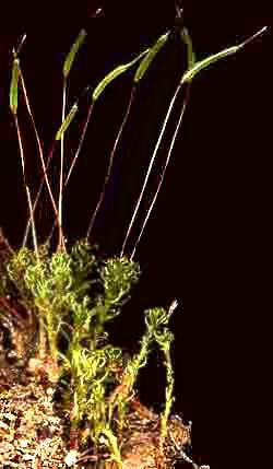 Mosses